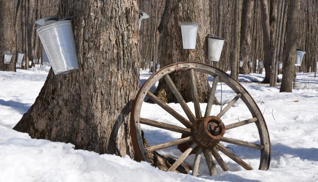 From Tapping To Harvest Informations Maple Syrup La Ferme Martinette 3297