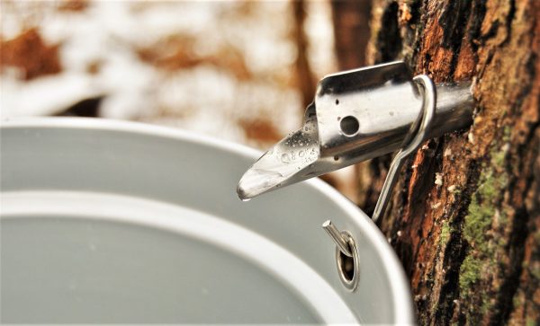 Maple Syrup Production La Ferme Martinette 3386